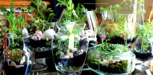 new terrariums batch 010