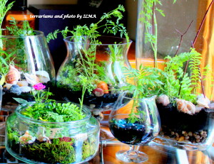 new terrariums batch 011-002