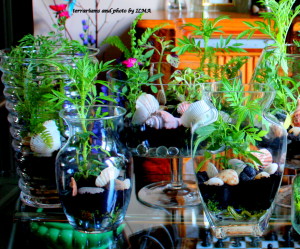 new terrariums batch 011