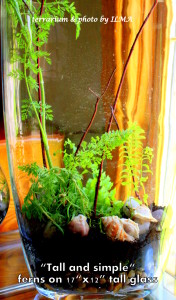 new terrariums batch 015