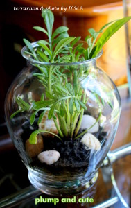 new terrariums batch 024