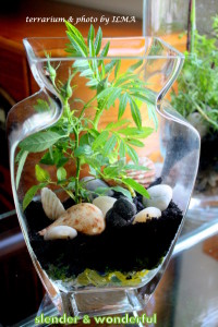 new terrariums batch 026