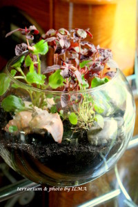 new terrariums batch 031