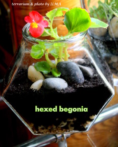 new terrariums batch 036